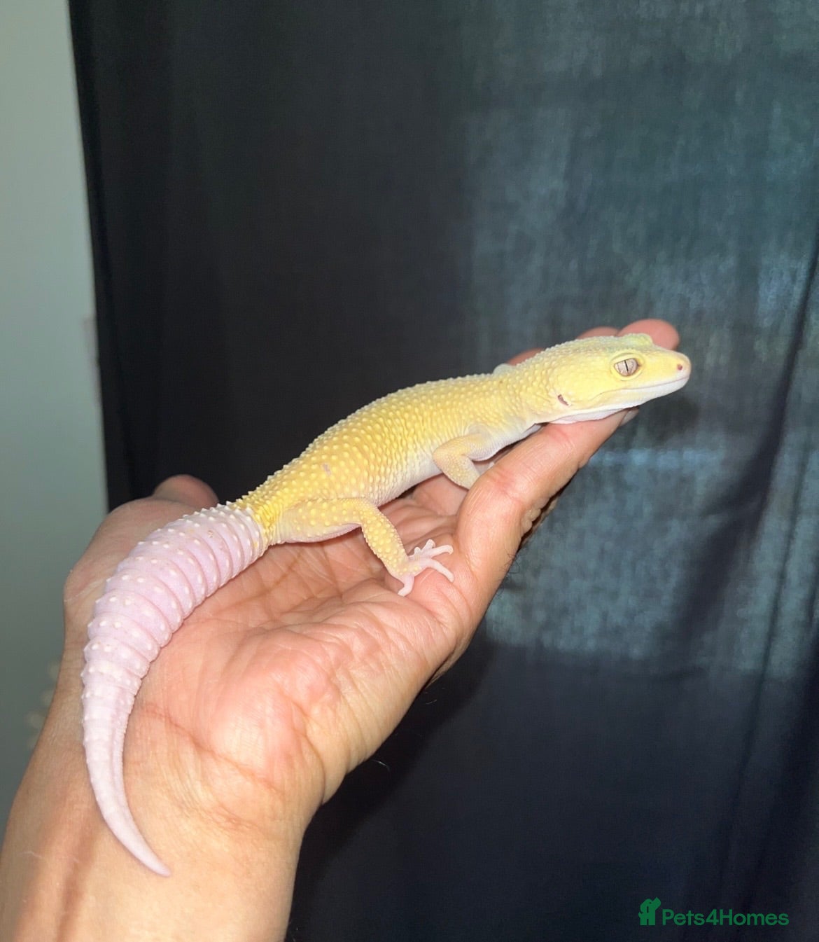 Leopard Gecko reptiles Stunning high-yellow and leucistic girls - Advert 2