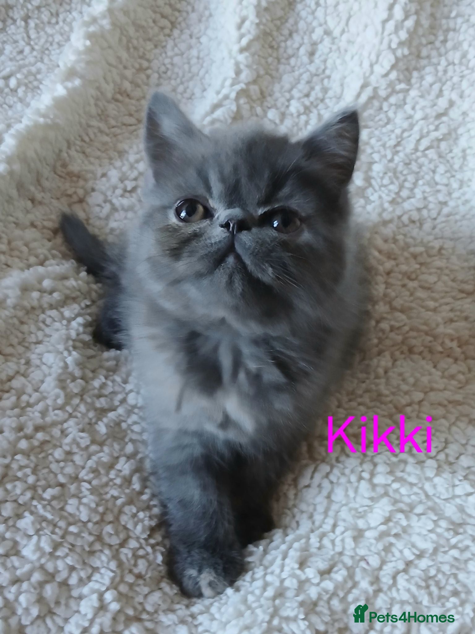 Exotic cats  Pedigree GCCF Registered Persian Exotic's  - Advert 2
