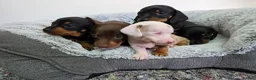Dachshund dogs for sale: Beautiful Standard Dachshund Puppies  - Advert 7