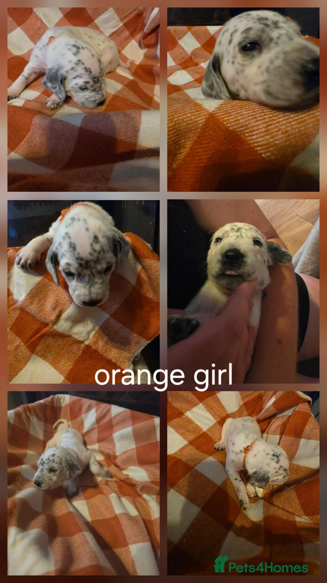 Mixed Breed dogs for sale: Dalmatian x cocker spaniel puppies  - Advert 26