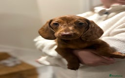 Mixed Breed dogs for sale: Beautiful chilled 3/4 Dacshund puppy - Image 3