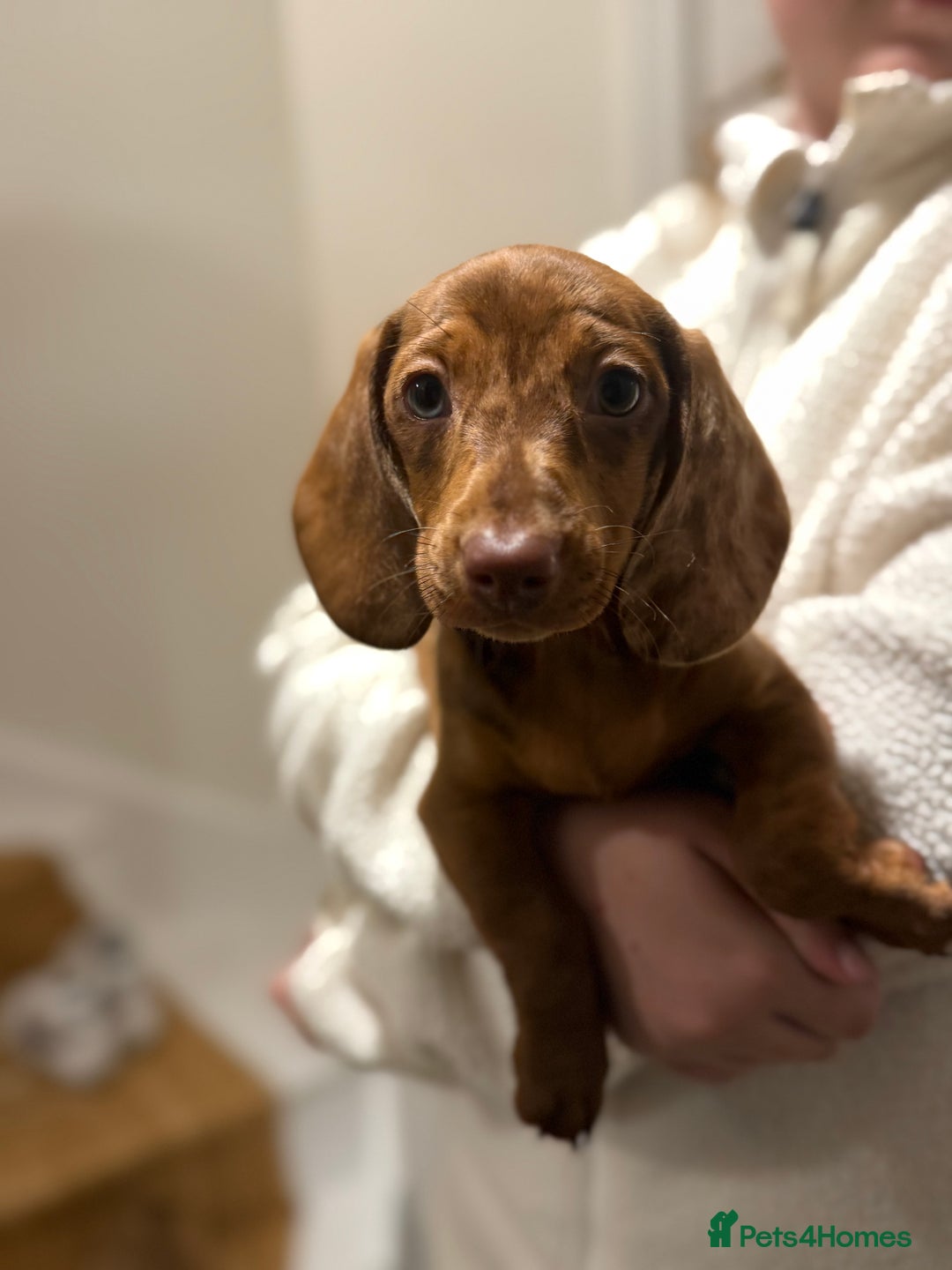 Mixed Breed dogs for sale: Beautiful chilled 3/4 Dacshund puppy - Image 3