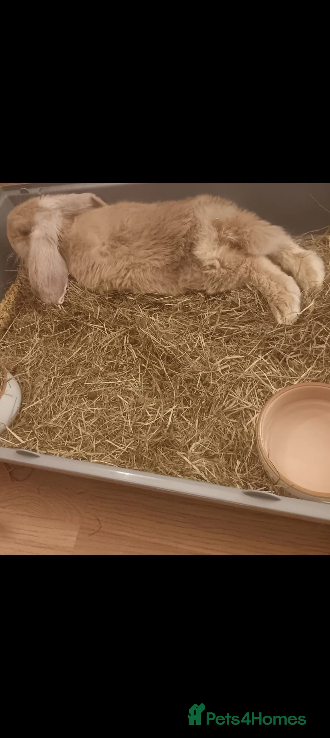 French Lop rabbits for sale: French lop  in Wolverhampton - Advert 3