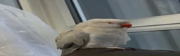 Ringnecks birds for sale: Indian ringneck parrot in Glasgow - Advert 1