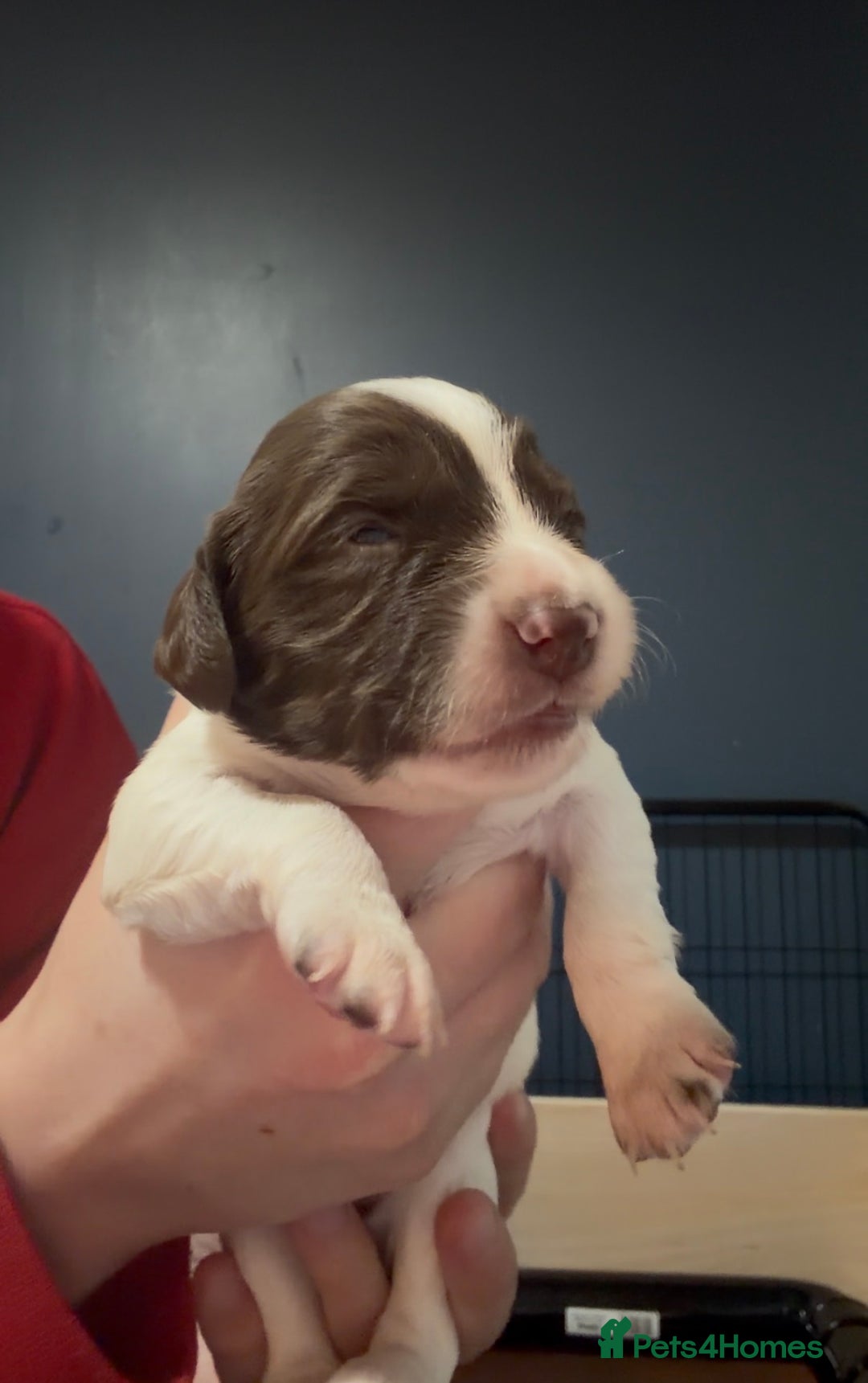 English Springer Spaniel dogs for sale: KC Registered English Springer Spaniel puppies - Advert 11