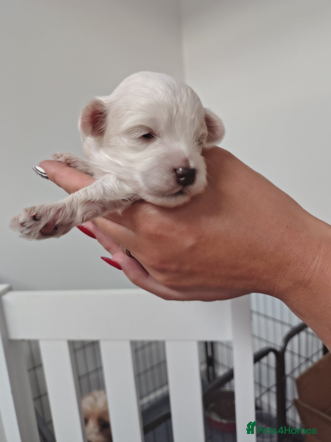 Maltipoo dogs for sale: Maltipoo  - Image 12