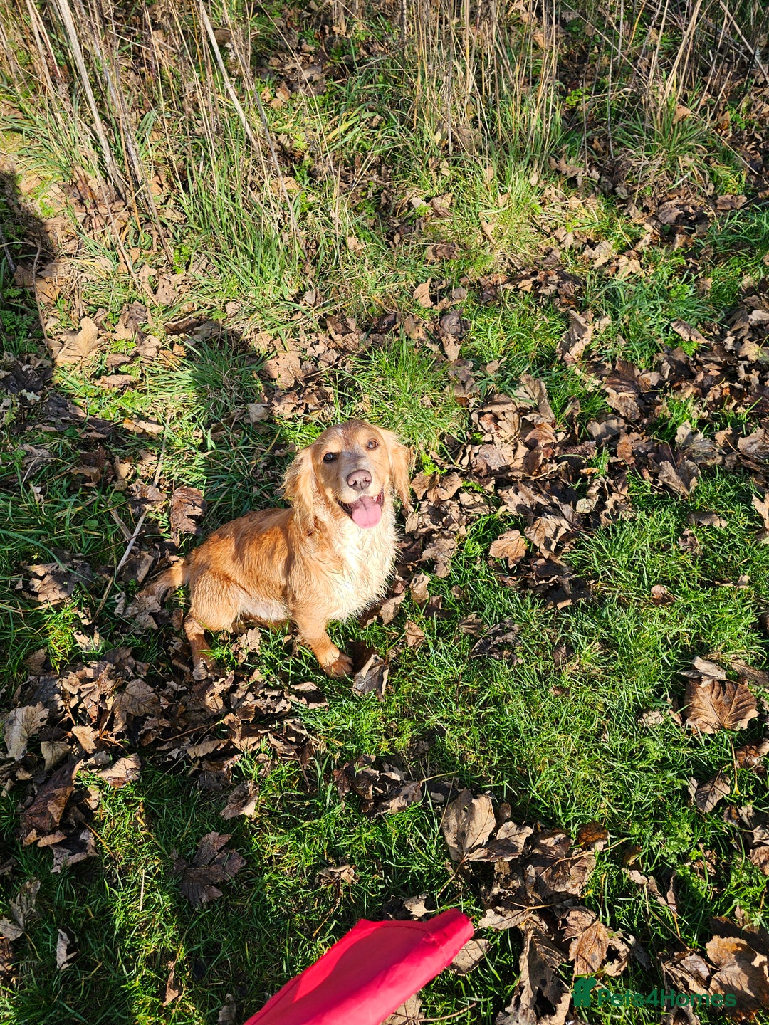 Cocker Spaniel dogs for stud:  Kc registered Cocker spaniel stud - Advert 1