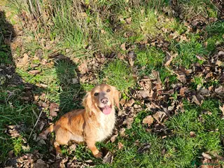 Cocker Spaniel dogs Kc registered Cocker spaniel stud - Advert 15