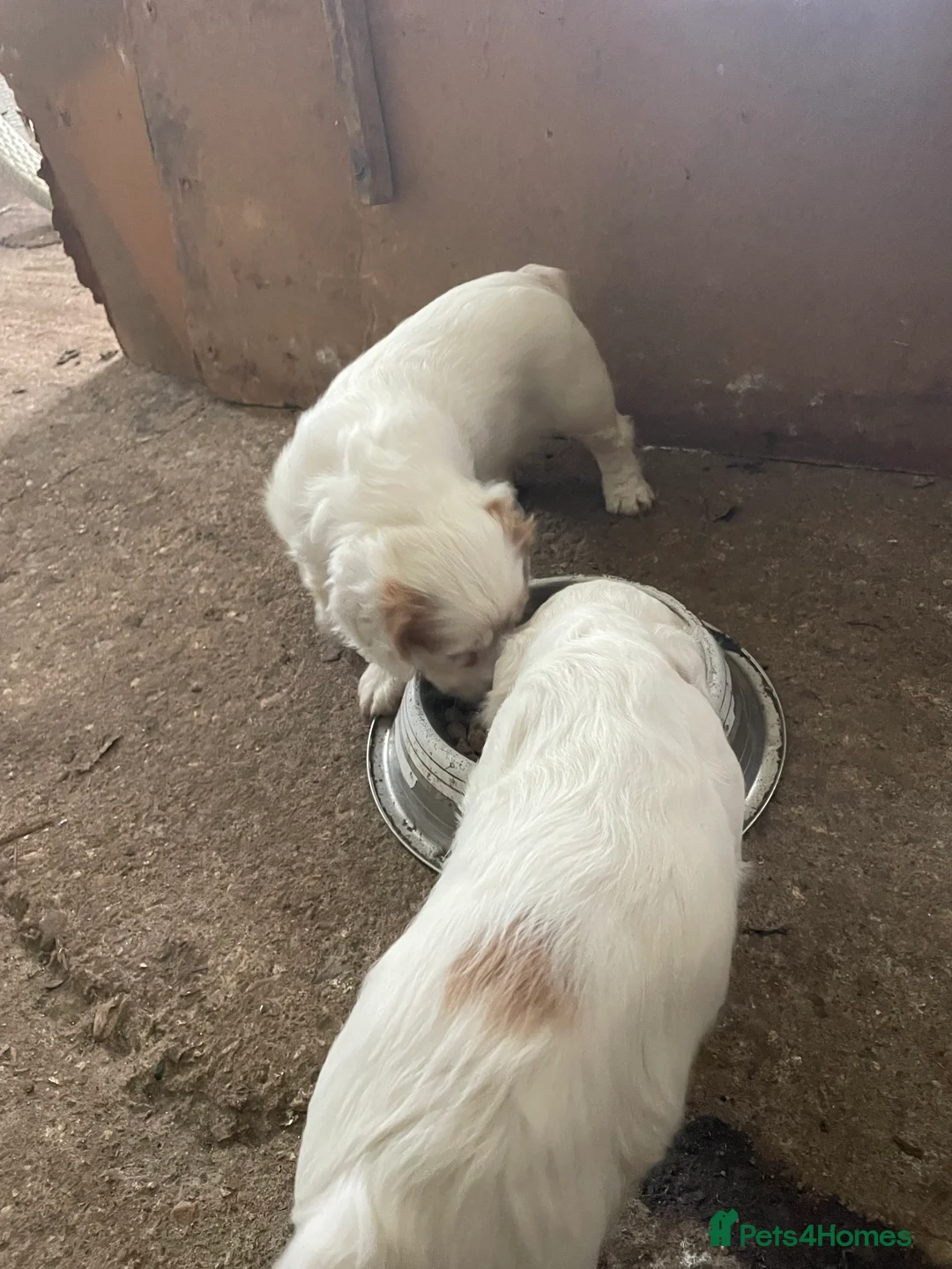 Sprocker dogs for sale: Sprocker puppies  - Advert 9