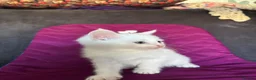 American Shorthair cats for sale: American shorthair babies  - Advert 9