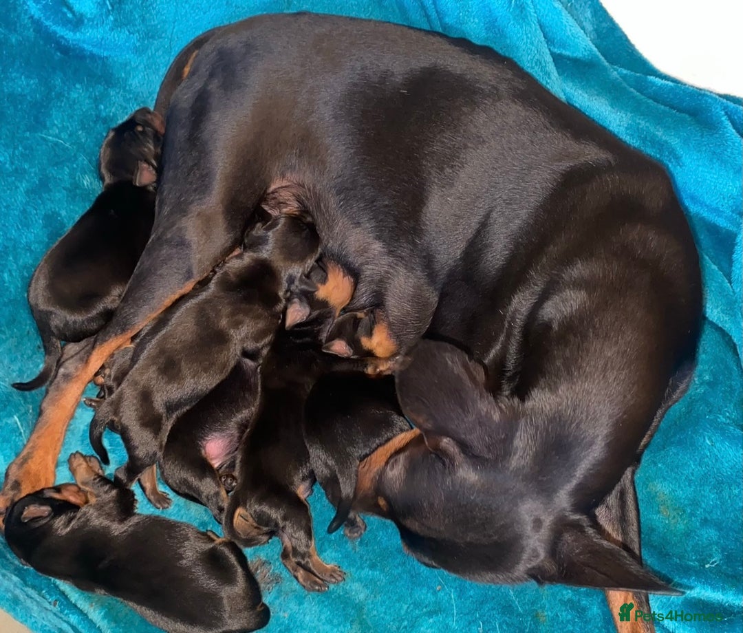 Miniature Pinscher dogs for sale: Beautiful miniature Pinscher puppies  - Advert 7