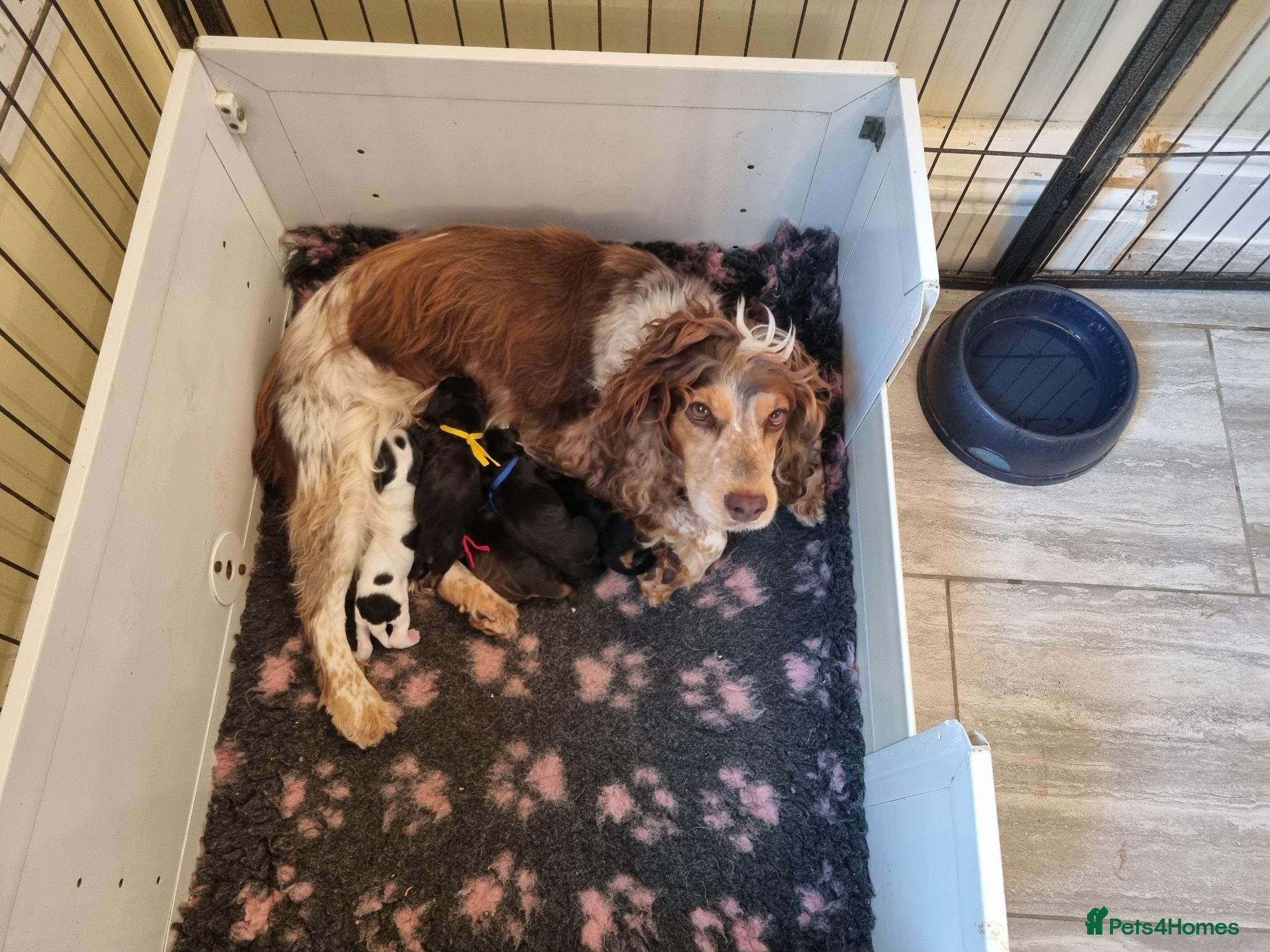 Cocker Spaniel dogs Gorgeous Sable Cocker Spaniels  - Advert 1