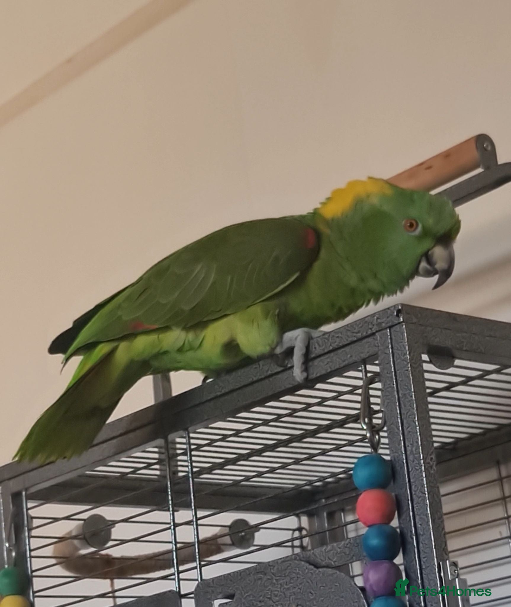 Parrots birds Male Yellow Naped Amazon - Advert 1