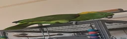 Parrots birds for sale: Male Yellow Naped Amazon - Advert 1