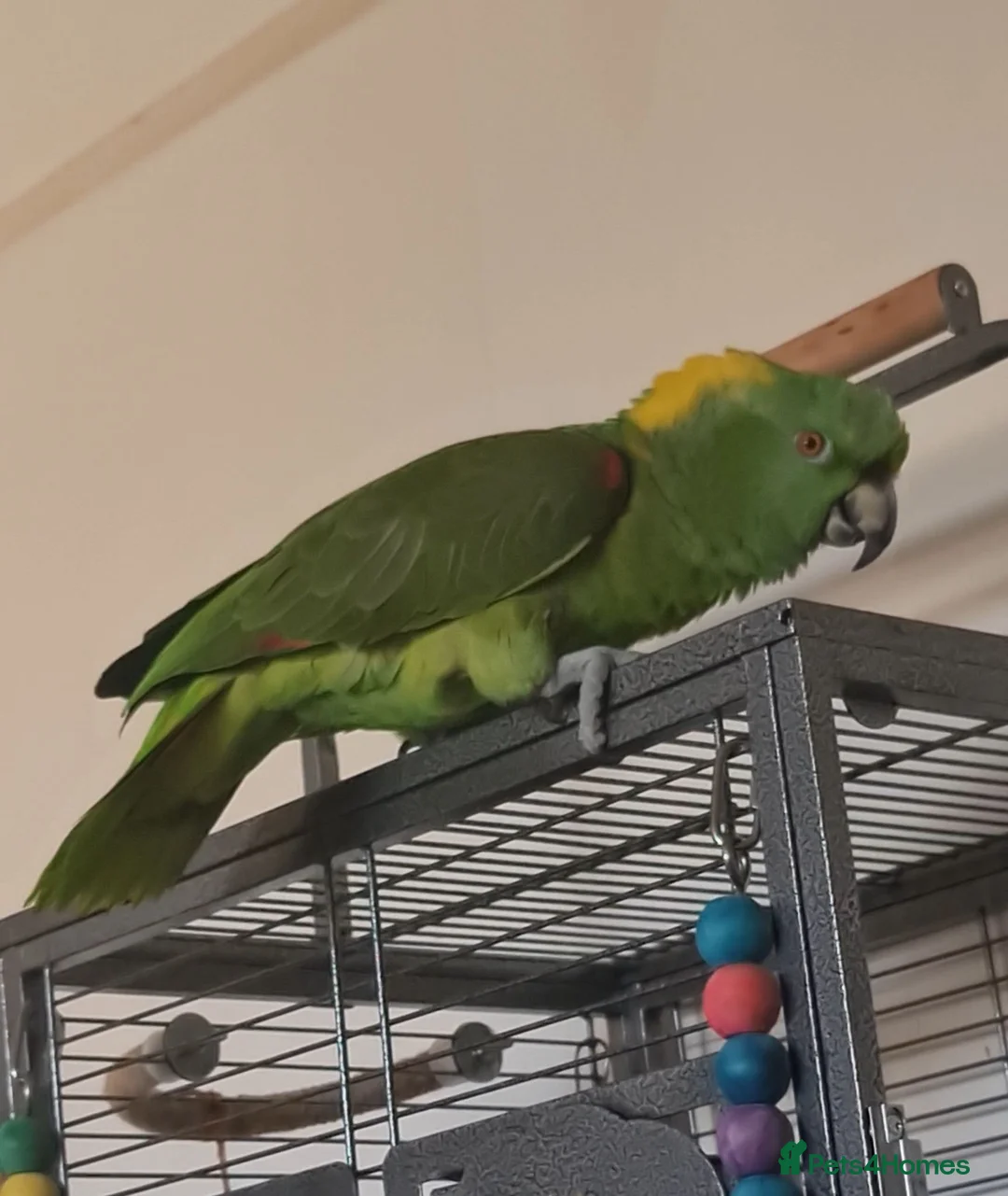 Parrots birds for sale: Male Yellow Naped Amazon - Advert 1