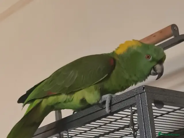 Parrots birds for sale: Male Yellow Naped Amazon - Advert 1