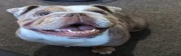 English Bulldog dogs for sale: English Bulldog Girl Seeking Loving Home! - Advert 4