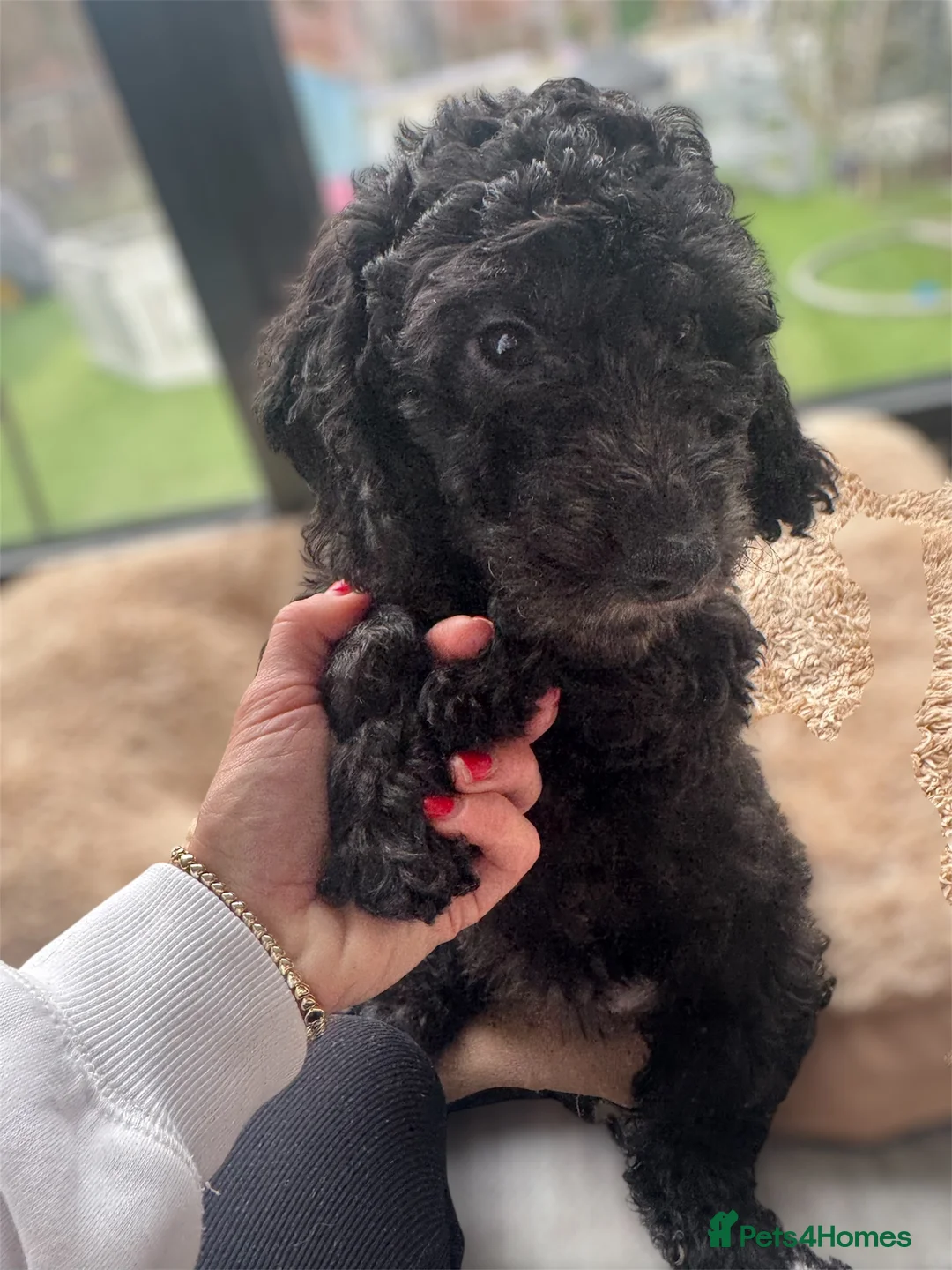 Cockapoo dogs for sale: Cockerpoo - Advert 4