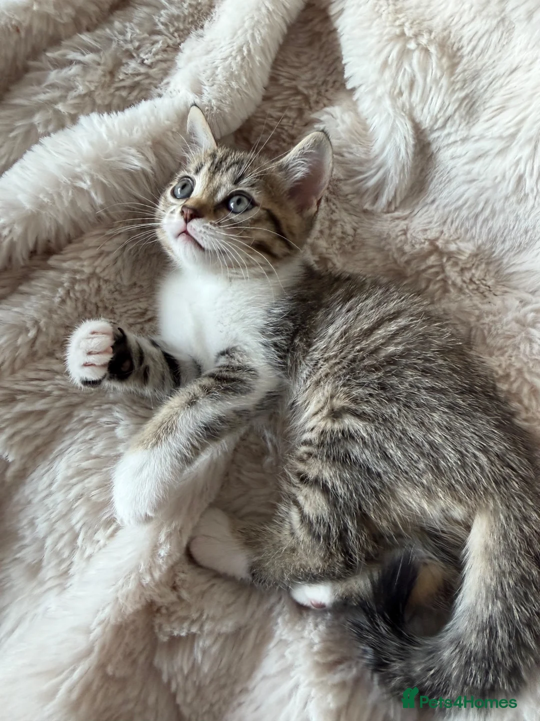 British Shorthair cats for sale: Affectionate British Shorthair Cross Kitten! - Advert 2