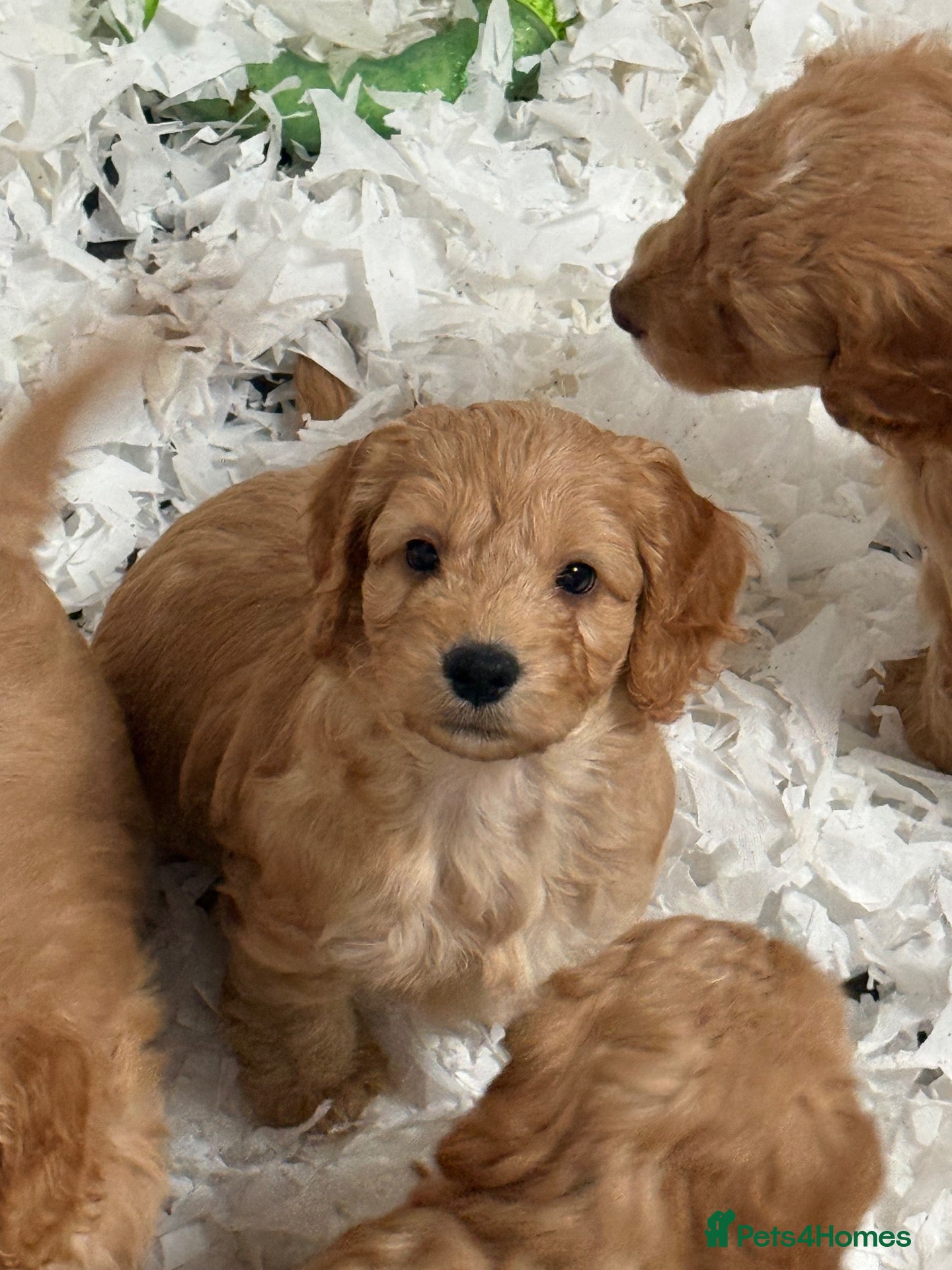 Cockapoo dogs for sale: Stunning F1 Cockapoos - Advert 2