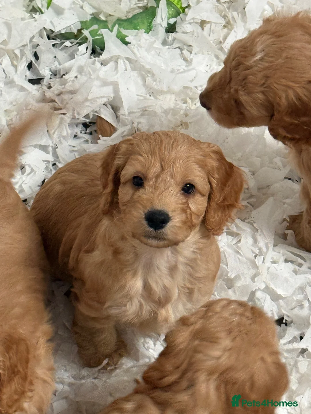 Cockapoo dogs for sale: Stunning F1 Cockapoos - Advert 1