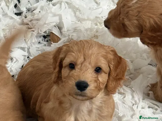 Cockapoo dogs for sale: Stunning F1 Cockapoos - Advert 1