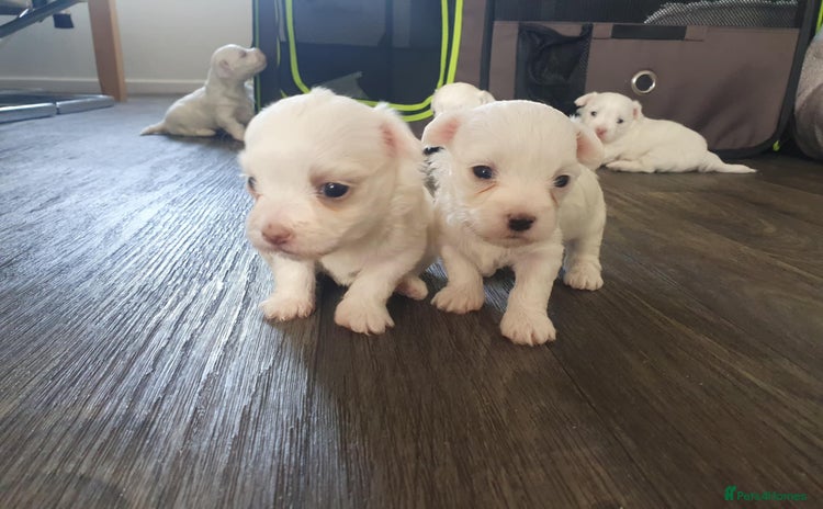 Maltese dogs - Advert 9