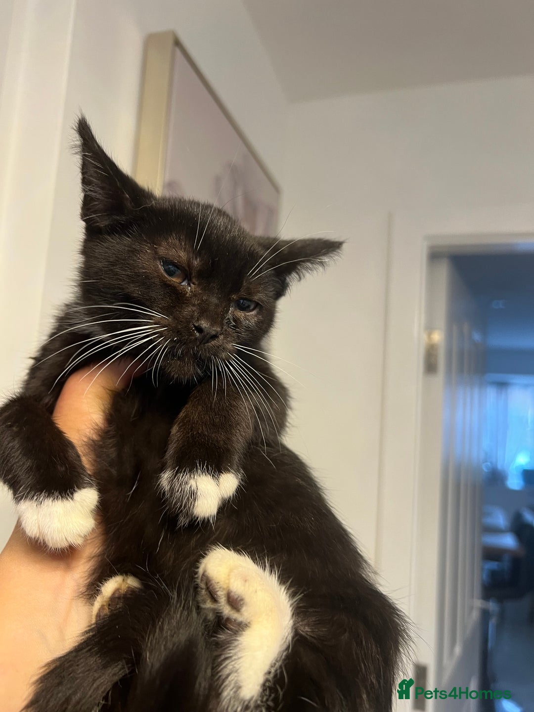 British Shorthair cats for sale: British short hair mixed kittens  - Image 6