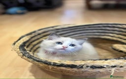 Ragdoll cats for sale: 💖Beautiful Ragdoll💖 Tica register  - Image 19