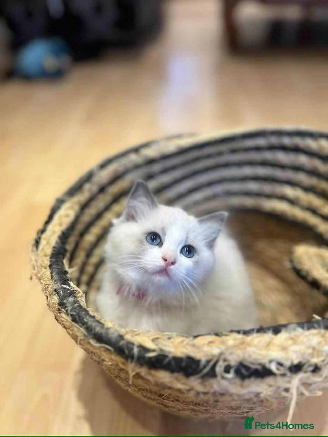 Ragdoll cats for sale: 💖Beautiful Ragdoll💖 Tica register  - Image 19