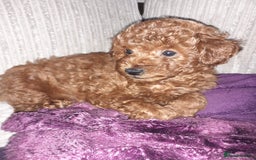 Toy Poodle dogs for sale: KC Registered gorgeous Red Toy Poodle Puppies - Image 13