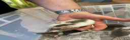 Rat rodents for sale: Baby rats for sale - Advert 23