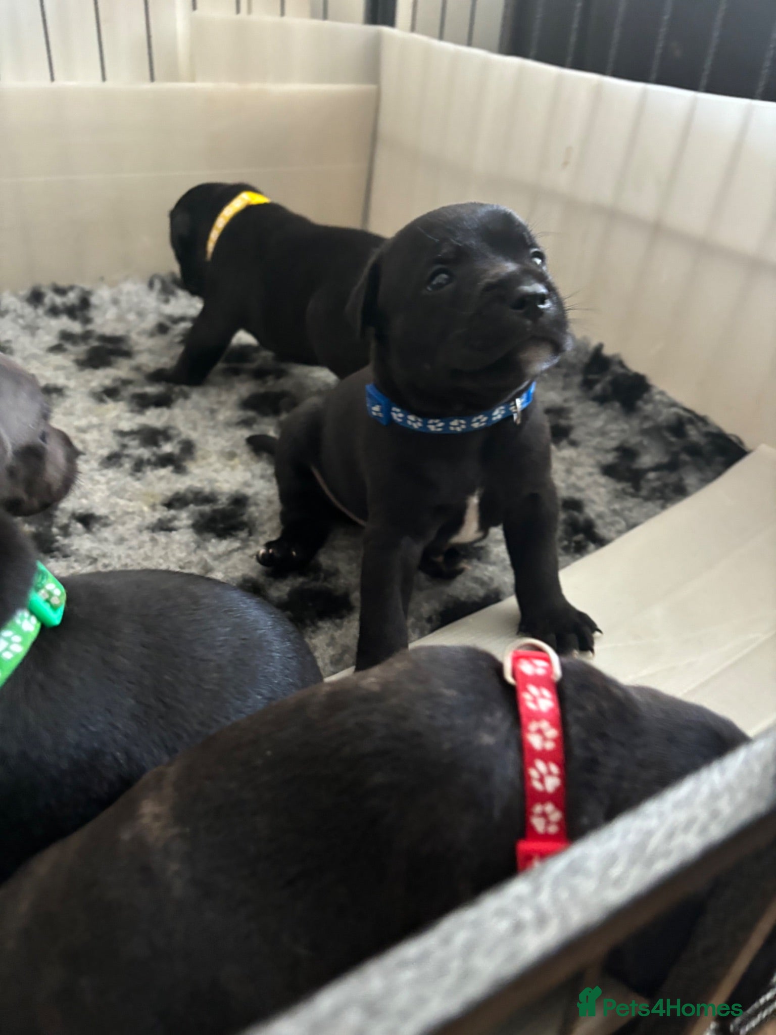 Staffordshire Bull Terrier dogs Stunning litter🖤💙CH Bill & Nova - Advert 15