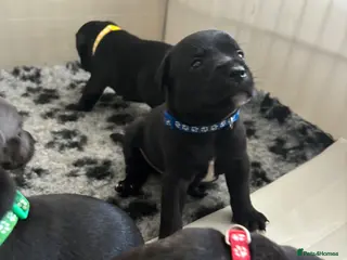 Staffordshire Bull Terrier dogs Stunning litter🖤💙CH Bill & Nova - Advert 15