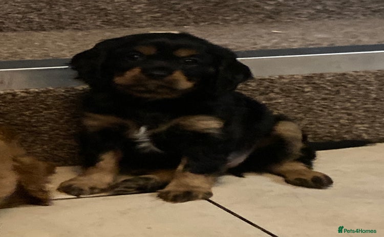 Cavalier King Charles Spaniel dogs Stunning ruby and black & tan puppies - Advert 5