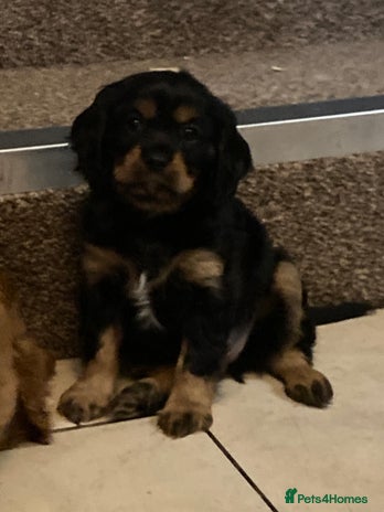 Cavalier King Charles Spaniel dogs Stunning ruby and black & tan puppies - Advert 5