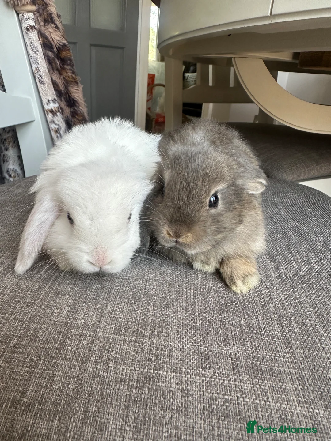 Mini Lop rabbits for sale: Lovely handsome mini lop bucks. - Advert 1