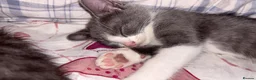 Mixed Breed cats for sale: Blue mixed breed kittens - Advert 10