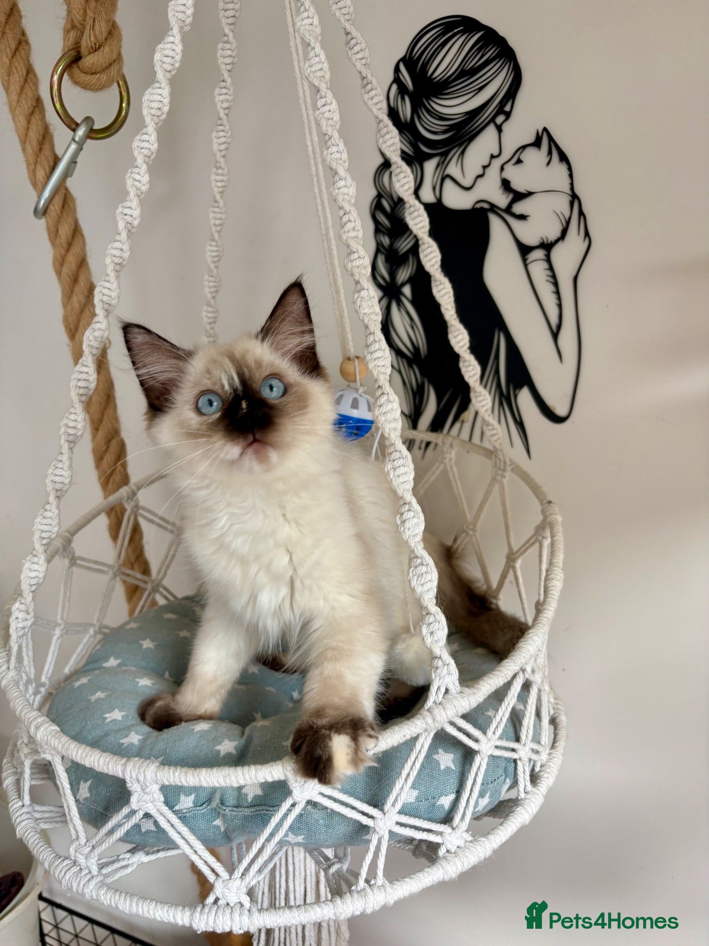 Ragdoll cats Beautiful ragdoll kittens  - Advert 2