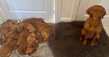 Hungarian Vizsla dogs - Advert 16