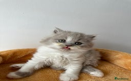 British Shorthair cats for sale: 🐻 Beautiful Teddy Bear BSH and BLH 🐻 - Image 8