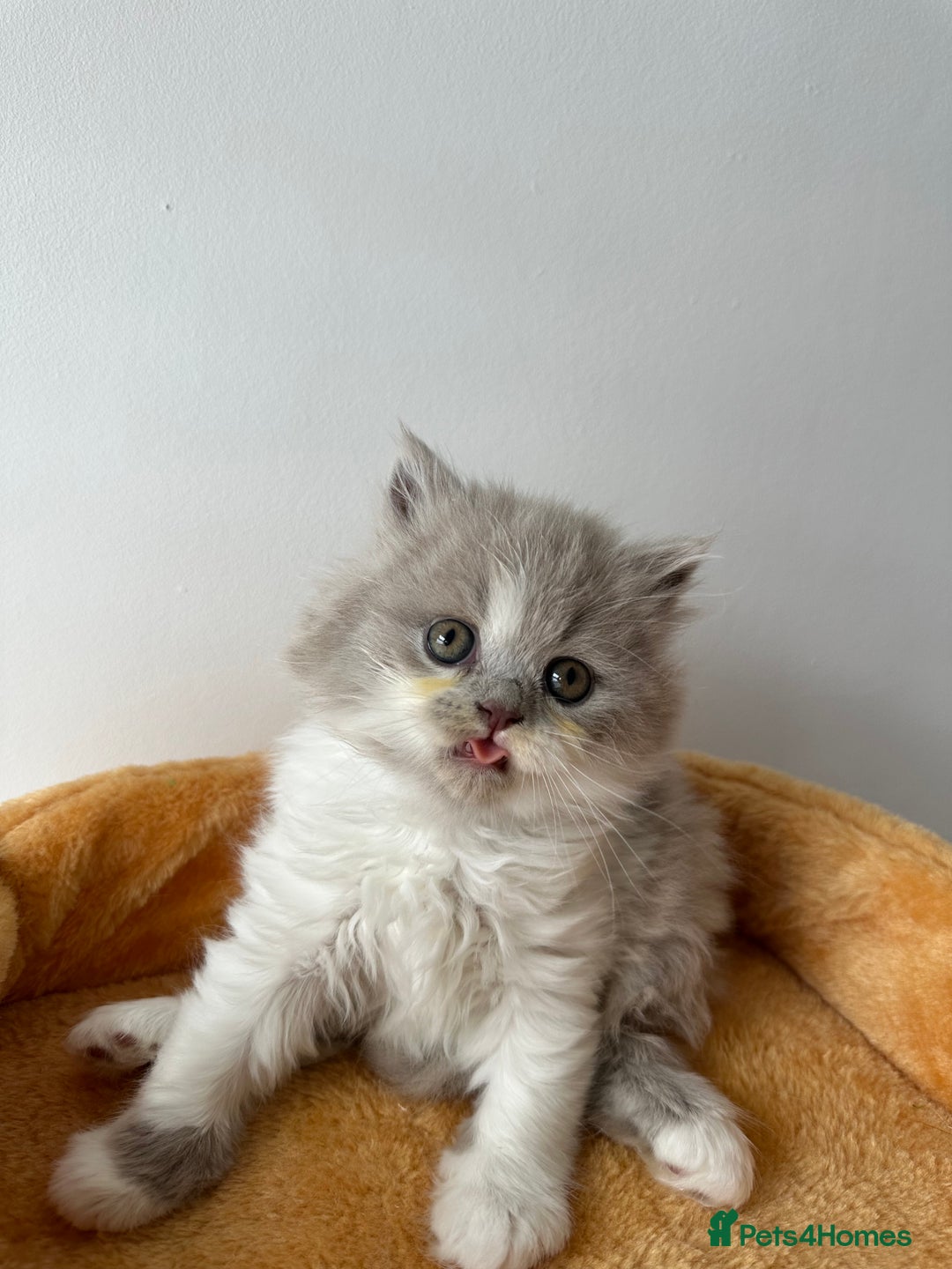 British Shorthair cats for sale: 🐻 Beautiful Teddy Bear BSH and BLH 🐻 - Image 8