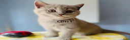 British Shorthair cats for sale: Beautiful paws*GB 😻 - Advert 4