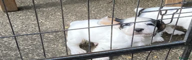 Cocker Spaniel 1