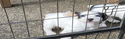 Cocker Spaniel dogs for sale: Cocker Spaniel Pups, Working Type, KC Reg - Advert 10