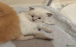 Ragdoll cats for sale: Fluffy, Gentle, Cuddly, Affectionate Kittens - Image 5