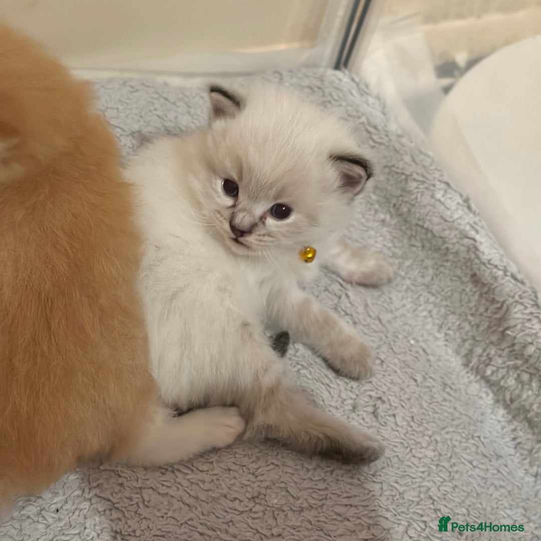 Ragdoll cats for sale: Fluffy, Gentle, Cuddly, Affectionate Kittens - Image 5