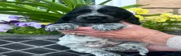 Cocker Spaniel dogs for sale: Beautiful KC reg Show cockers  - Advert 6