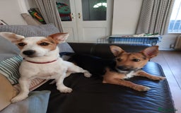 Jack Russell dogs for sale: Jack Russell Terrier - Image 7