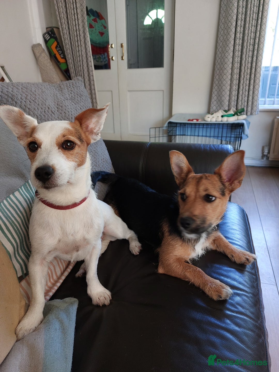 Jack Russell dogs for sale: Jack Russell Terrier - Image 7